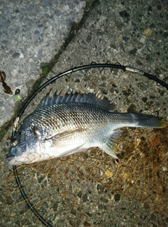 キビレの釣果