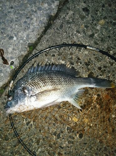 キビレの釣果