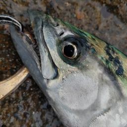 サゴシ