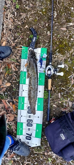 ニホンナマズの釣果