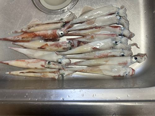 ヤリイカの釣果