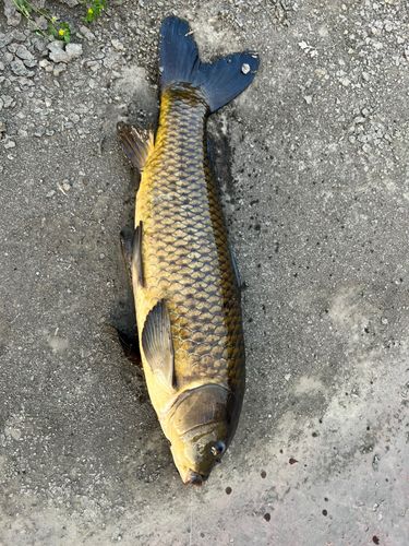 コイの釣果