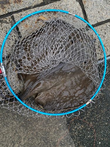 エイの釣果