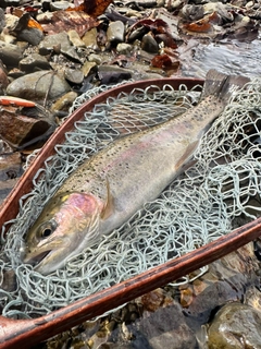 ニジマスの釣果