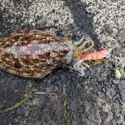 コウイカ