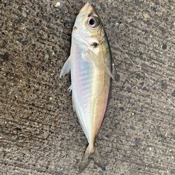 アジ