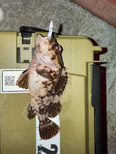 オウゴンムラソイの釣果