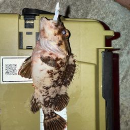 オウゴンムラソイ