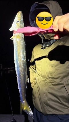 カマスの釣果