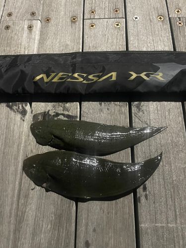 クロウシノシタの釣果