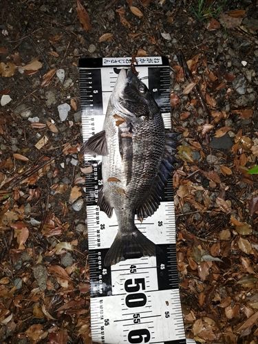 クロダイの釣果