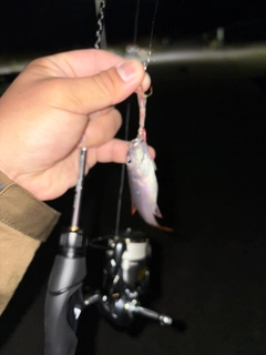 ネンブツダイの釣果