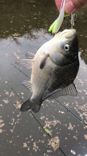 フナの釣果