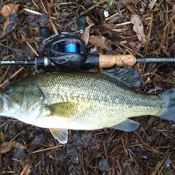 ラージマウスバス