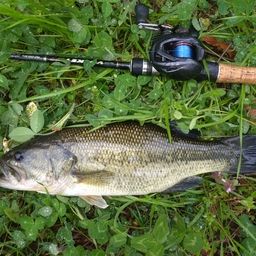 ラージマウスバス