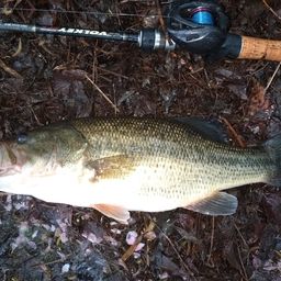 ラージマウスバス