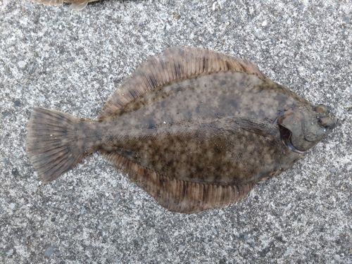 マコガレイの釣果