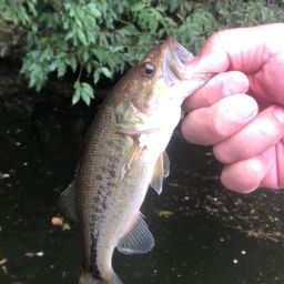 ラージマウスバス