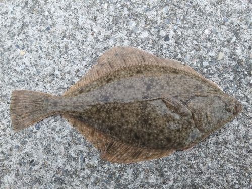 イシガレイの釣果