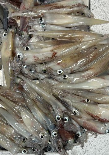 ヤリイカの釣果