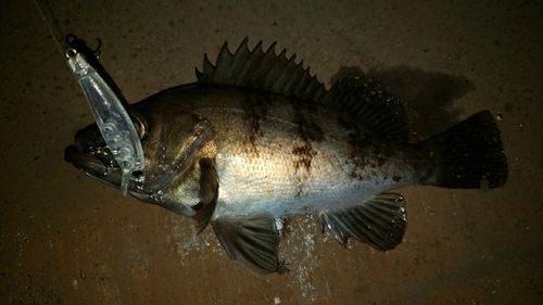 アカメバルの釣果