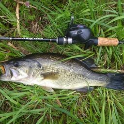 ラージマウスバス