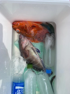 マハタの釣果