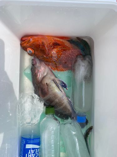 マハタの釣果