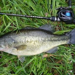 ラージマウスバス