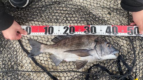 チヌの釣果