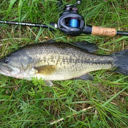 ラージマウスバス