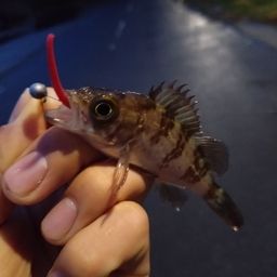 メバル