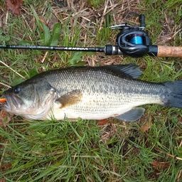 ラージマウスバス