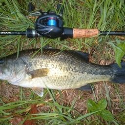 ラージマウスバス