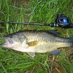 ラージマウスバス