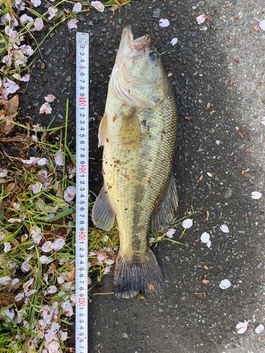 ブラックバスの釣果