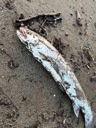 アメマスの釣果