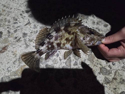 アナゴの釣果