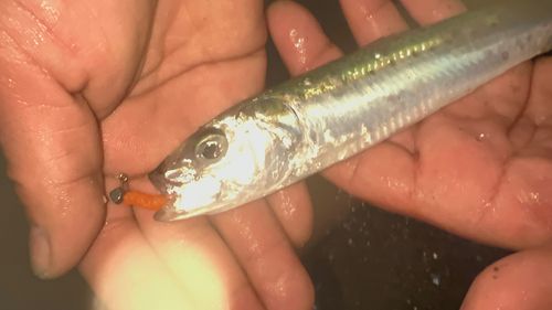 イワシの釣果