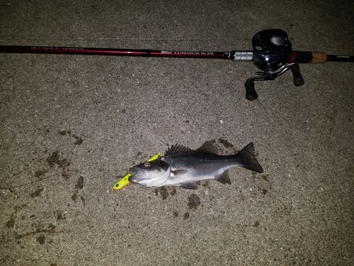 セイゴ（マルスズキ）の釣果