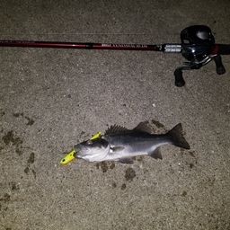 セイゴ（マルスズキ）