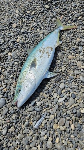 メジロの釣果