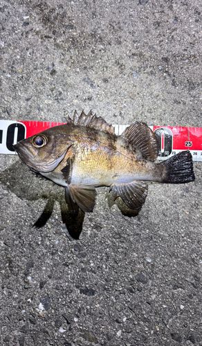メバルの釣果