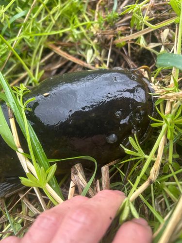 マナマズの釣果