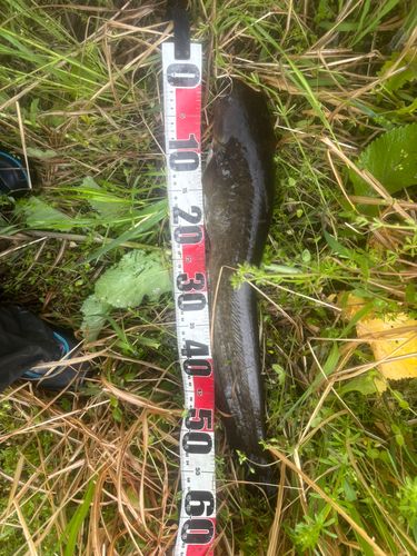 マナマズの釣果