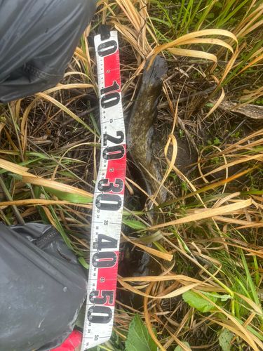 マナマズの釣果