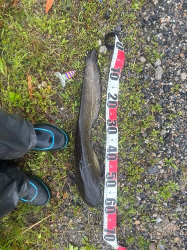 マナマズの釣果