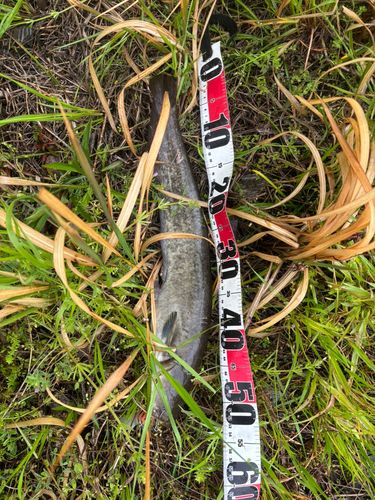 マナマズの釣果