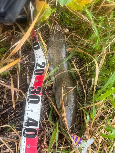 マナマズの釣果