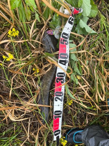 マナマズの釣果